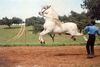 Así baila el caballo español