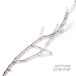 Ophiusa