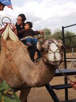 Cumpleaños Con Camellos.