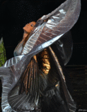 Orientalischer u. Gothic Tanz foto 1