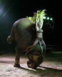 GRAN CIRCO AMERICANO foto 2