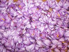La Rosa del Azafrán 